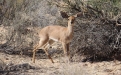 Steenbok. Photo: Gondwana Collection
