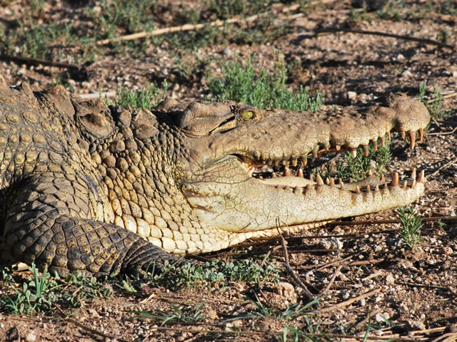 Crocodile. Photo: Alice Jarvis