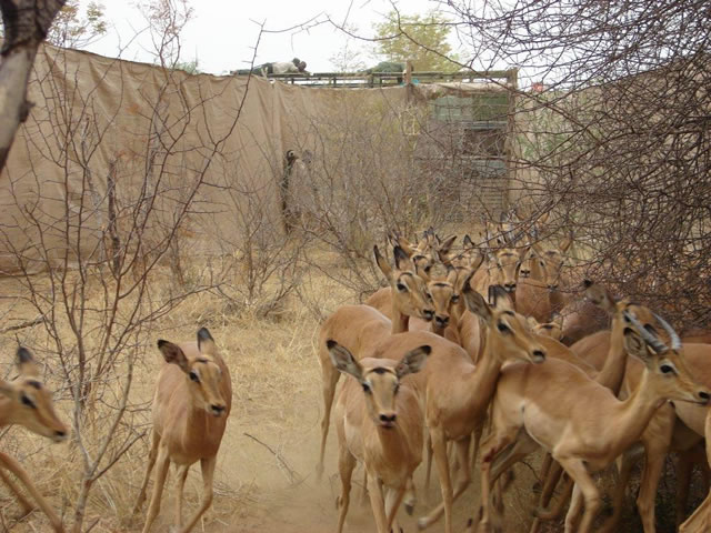 Impala captured in Mahango for Mudumu Conservancies. Photo: Simon Mayes