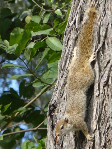 Tree squirrel. Photo: Alice Jarvis