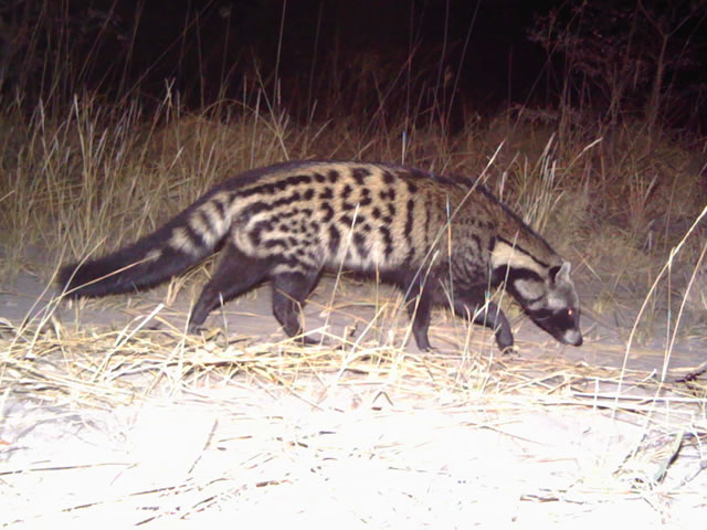 Civet, taken with camera trap. Photo: Kwando Carnivore Project