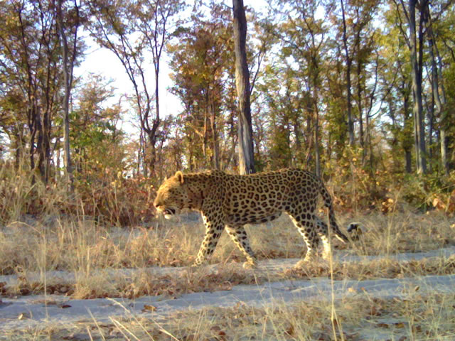 Leopard, taken with camera trap. Photo: Kwando Carnivore Project