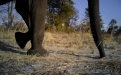 Camera trap photo. Photo: Kwando Carnivore Project