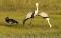 Wattled cranes. Photo: Sune Linder