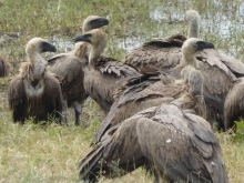 Vultures. Photo: Alice Jarvis