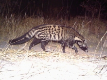 Civet, taken with camera trap. Photo: Kwando Carnivore Project