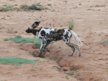 African Wild Dog. Photo: Alice Jarvis