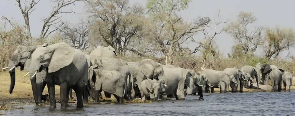 Elephants in Mudumu National Park in the Mudumu Landscape. Photo: NACSO/WWF in Namibia