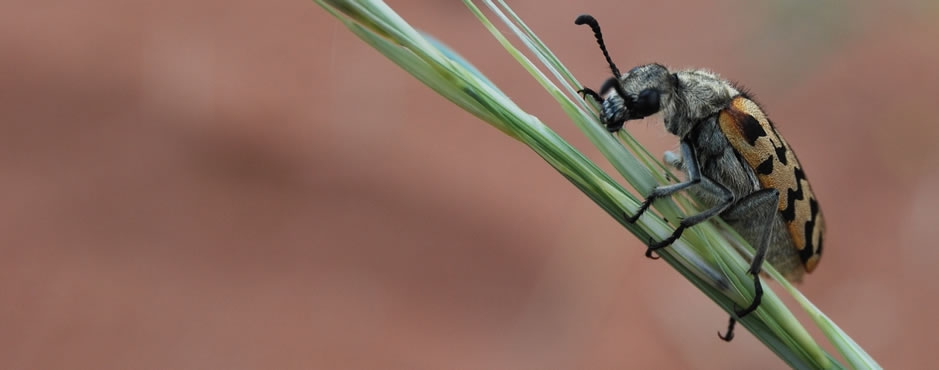A desert beetle from the Greater Sossusvlei landscape. Photo: Alice Jarvis
