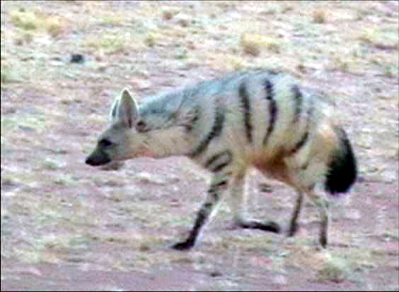 Aardwolf. Photo: NamibRand Nature Reserve