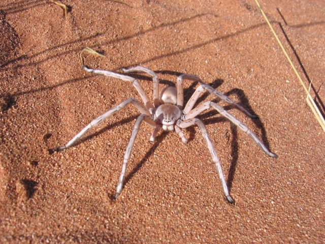 White Lady spider. Photo: NamibRand Nature Reserve