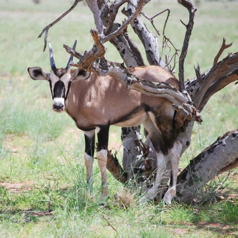 Young oryx. Photo: Alice Jarvis