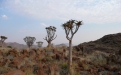 Quiver trees. Photo: NamibRand Nature Reserve
