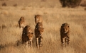 Reintroduced cheetahs. Photo: NamibRand Nature Reserve