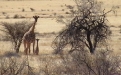 Young giraffe born at NamibRand. Photo: NamibRand Nature Reserve