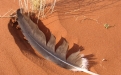 Feather. Photo: NamibRand Nature Reserve