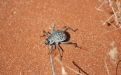 Tok Tokkie beetle. Photo: NamibRand Nature Reserve