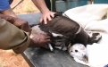 Tagging vulture chicks. Photo: NamibRand Nature Reserve.