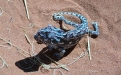 Chameleon. Photo: NamibRand Nature Reserve