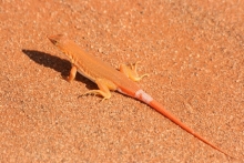 Lizard. Photo: NamibRand Nature Reserve