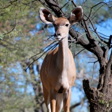 Kudu. Photo: Alice Jarvis