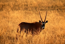 Oryx. Photo: NamibRand Nature Reserve