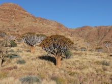 Quiver trees. Photo: NamibRand Nature Reserve