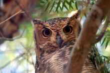 Spotted Eagle Owl. Photo: NamibRand Nature Reserve