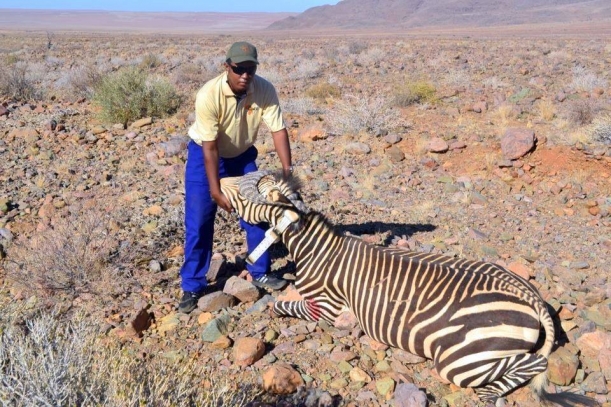 Kenneth /Uiseb with a collared mountain zebra