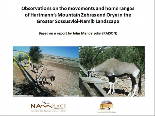 Powerpoint presentation on mountain zebra and oryx movements