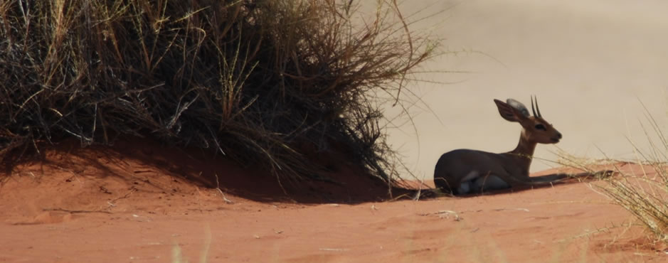 Steenbok: Photo: NamibRand Nature Reserve