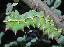 Caterpillar. Photo: Alice Jarvis