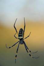 Spider. Photo: Helge Denker