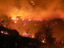 Uncontrolled bush fires destroy habitats. Photo: Duesternbrook Guest Farm